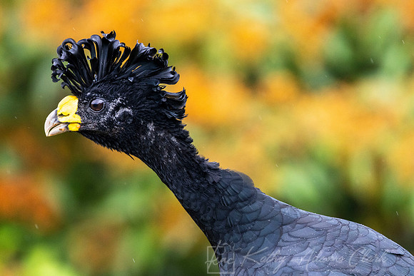 Great Curassow KAC6517