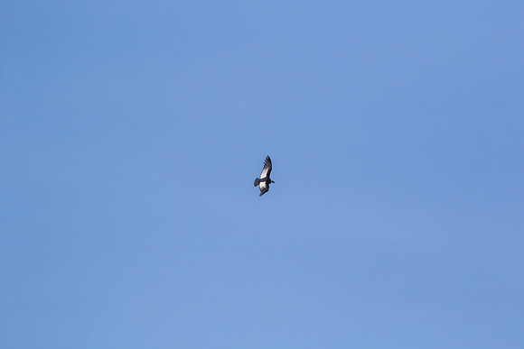 Andean Condor KAC8430