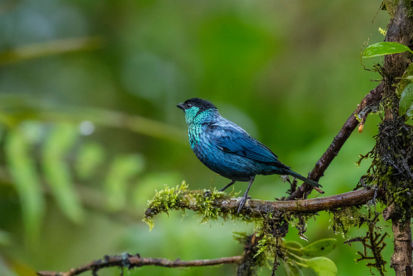 Black-capped tanager KAC0013
