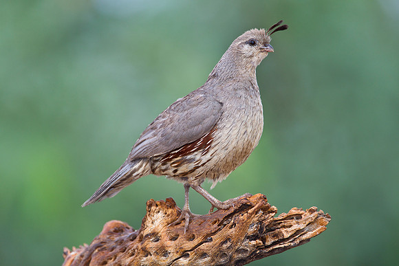 Gambel's quail KAC1599