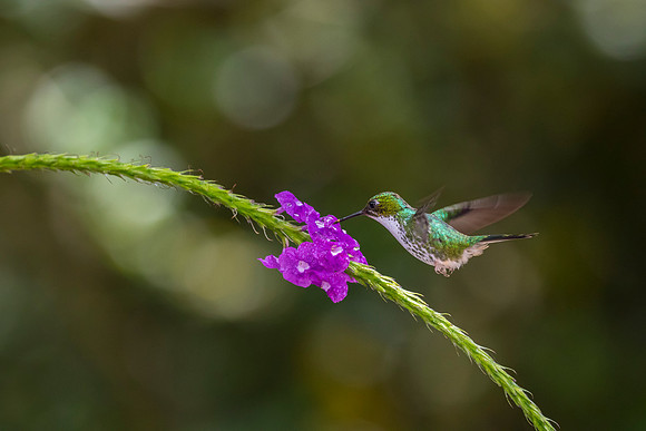 Booted racket-tail hummingbird KAC9692