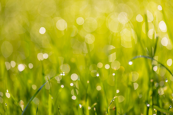Grass Morning Spring KAC0595