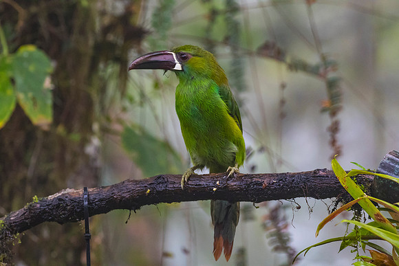 Crimson-rumped toucanet KAC9727