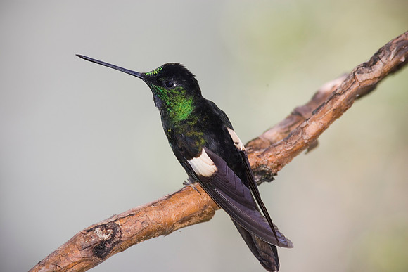 Buff-winged starfrontlet hummingbird KAC607072