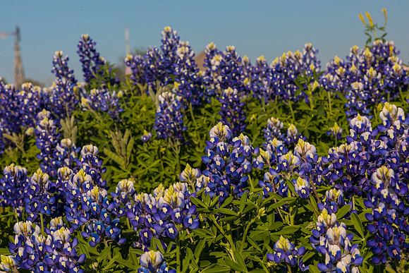 Texas Bluebonnet KAC0846