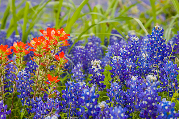 8 Indian paintbrush KAC40731