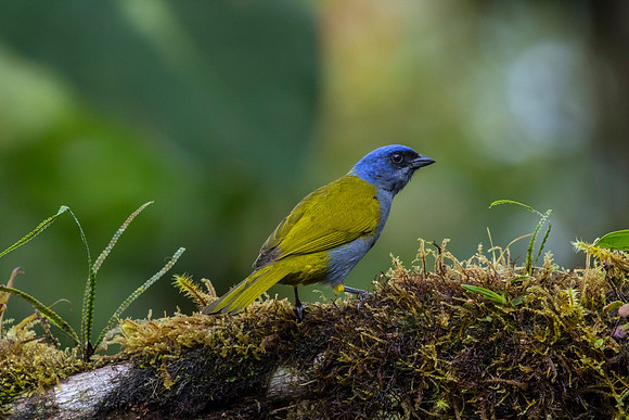 Blue-capped tanager KAC9855