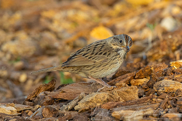 Lincoln's sparrow KAC2969