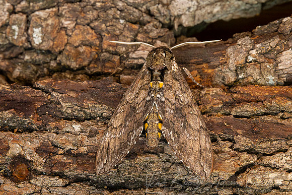 Carolina Sphinx moth KAC7599
