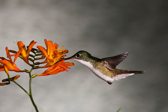 Andean emerald hummingbird KAC4808