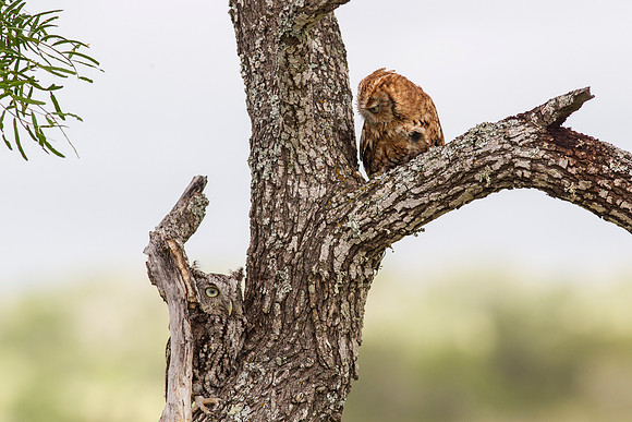 Eastern screech-owl KAC7358