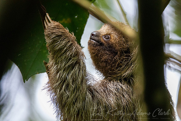 Three-toed sloth KAC3886