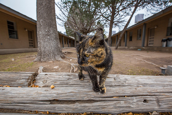 1 Chinati Foundation Marfa KAC5194