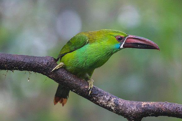 Crimson-rumped toucanet KAC9720