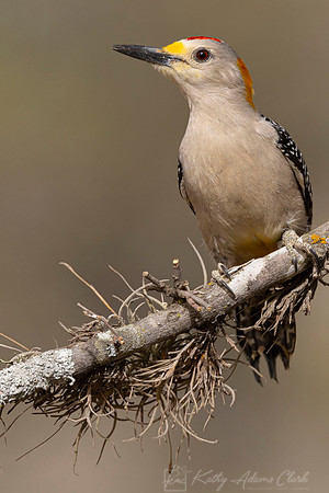 Golden-fronted woodpecker KAC3024
