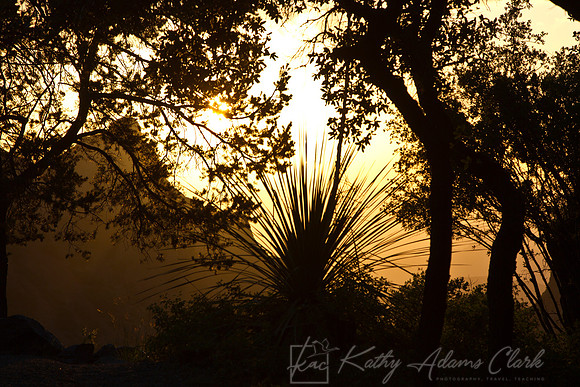 Silhouette desert plants KAC6850
