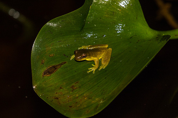 Executioner Clownfrog KAC0759