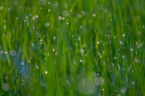 Grass in spring KAC2292