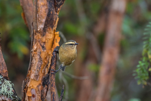 Cinereous conebill KAC0670
