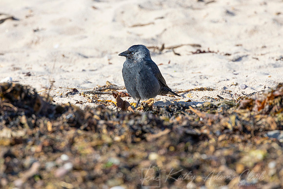 Jackdaw KAC5232