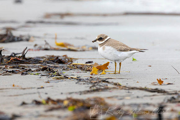 Common Ringed Plover KAC5204
