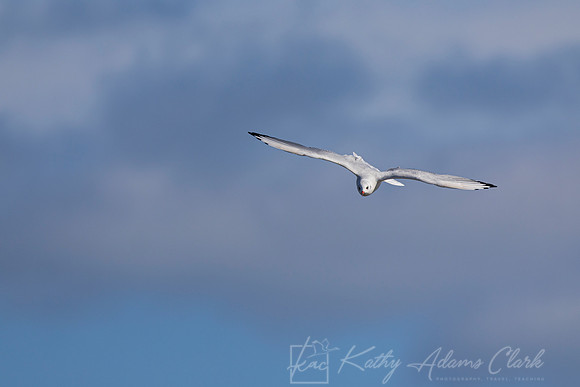 Black-headed Gull KAC5324
