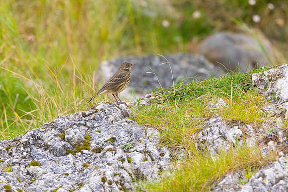 Rock Pipit KAC5182