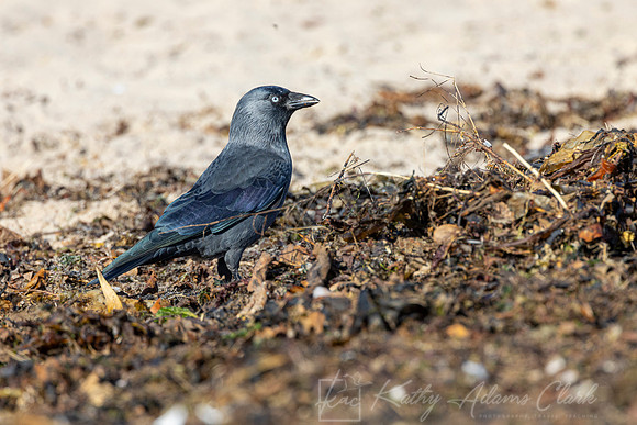 Jackdaw KAC5238