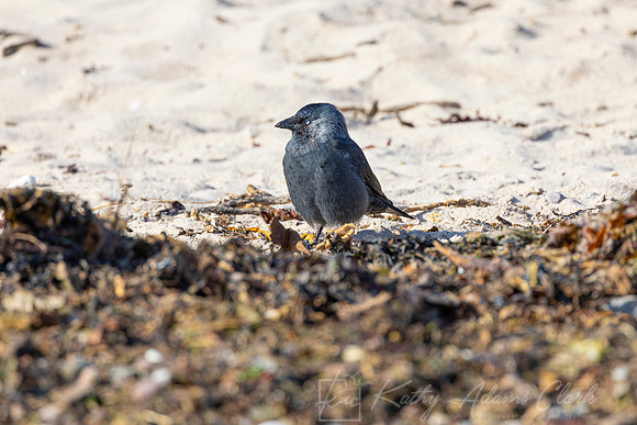 Jackdaw KAC5231