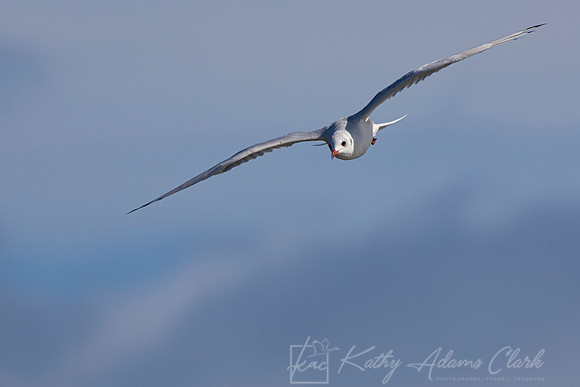Black-headed Gull KAC5319