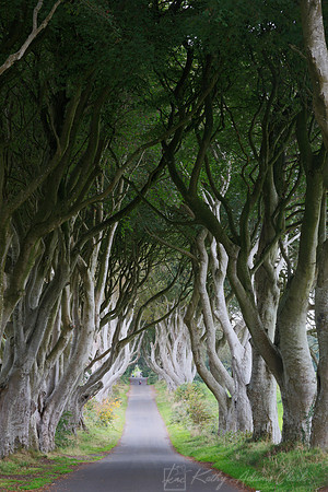 Dark Hedges KAC1627HDR