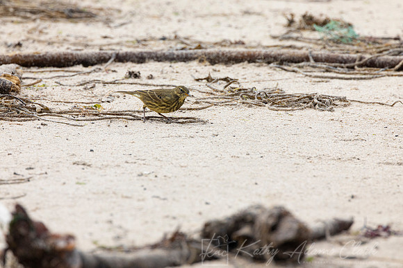 Rock Pipit KAC5177