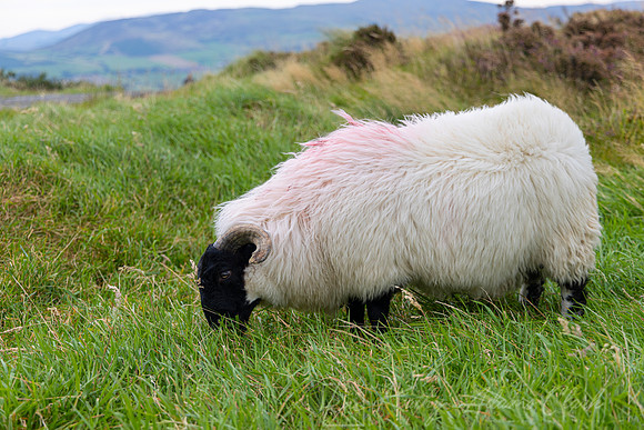 Sheep Northern Ireland KAC1712