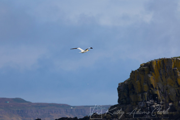 Northern Gannet KAC5378