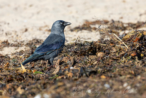 Jackdaw KAC5239
