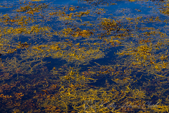 Seaweed Ireland KAC1842