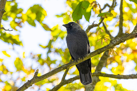 Jackdaw KAC5250