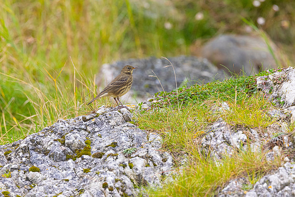 Rock Pipit KAC5183