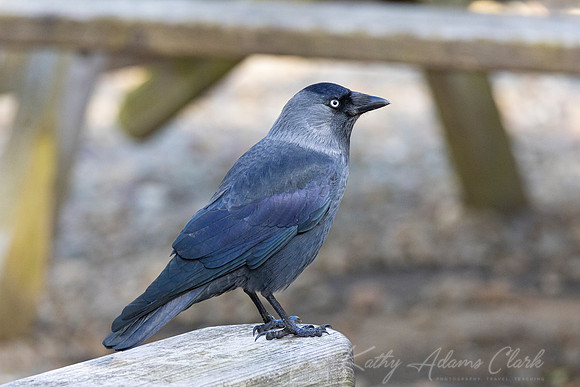 Jackdaw KAC5244