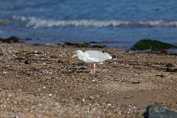 European Herring Gull KAC5268