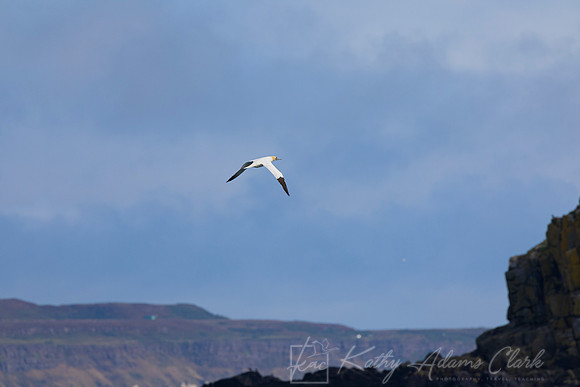 Northern Gannet KAC5377