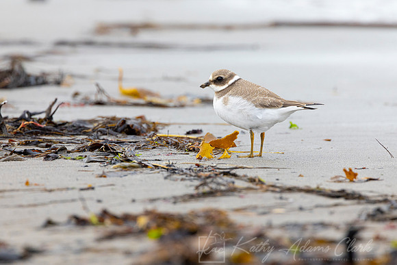 Common Ringed Plover KAC5203