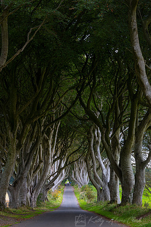 Dark Hedges KAC1610