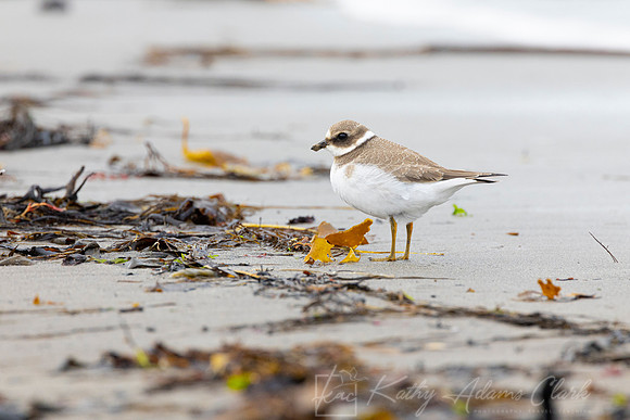 Common Ringed Plover KAC5201