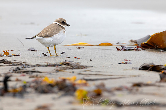 Common Ringed Plover KAC5197