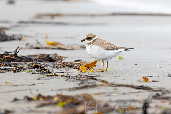 Common Ringed Plover KAC5199