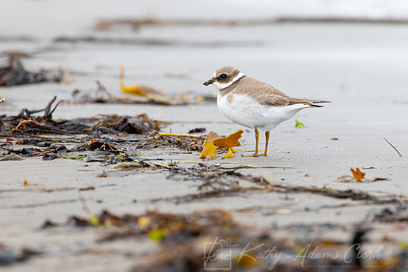 Common Ringed Plover KAC5202