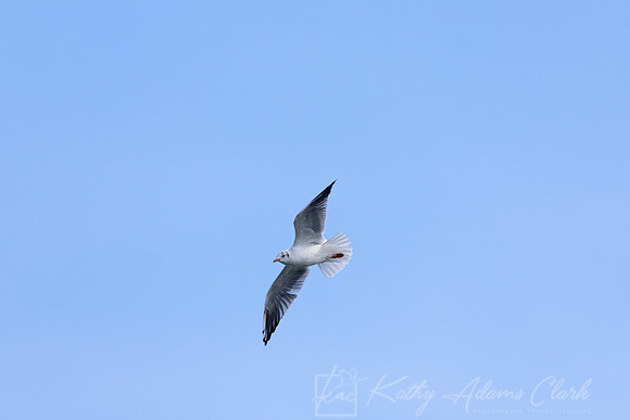 Black-headed Gull KAC5304
