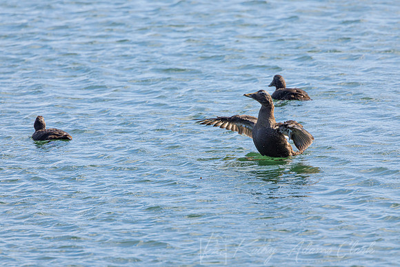 Common Eider KAC5342
