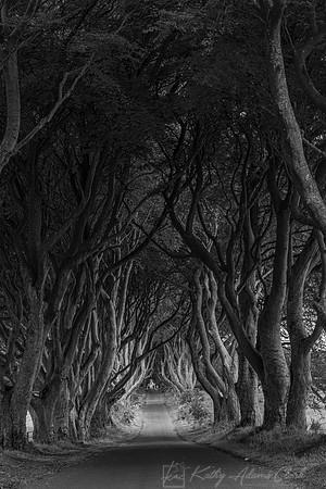 Dark Hedges KAC1612